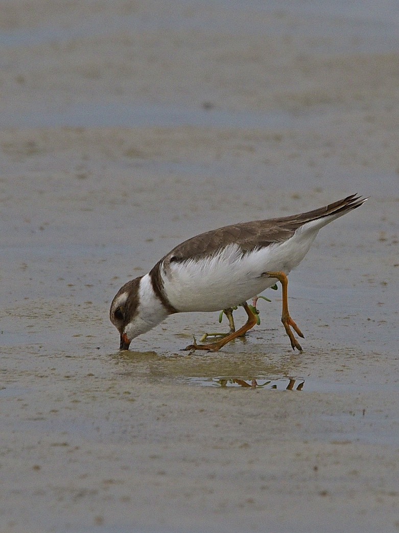 Semipalmated Plover - ML633093140
