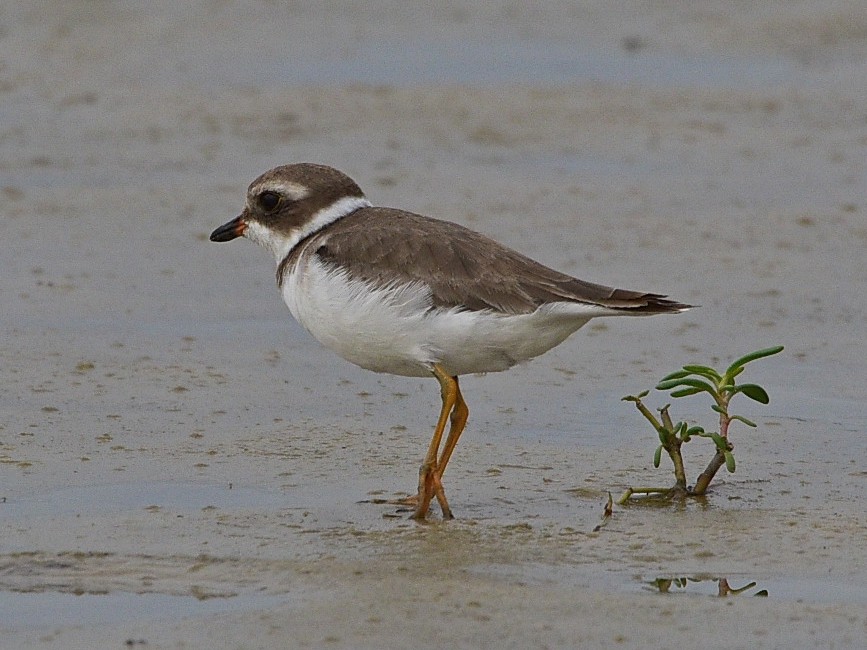 Semipalmated Plover - ML633093141