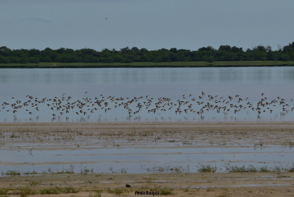White-rumped Sandpiper - ML633093166