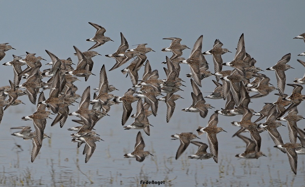 White-rumped Sandpiper - ML633093167