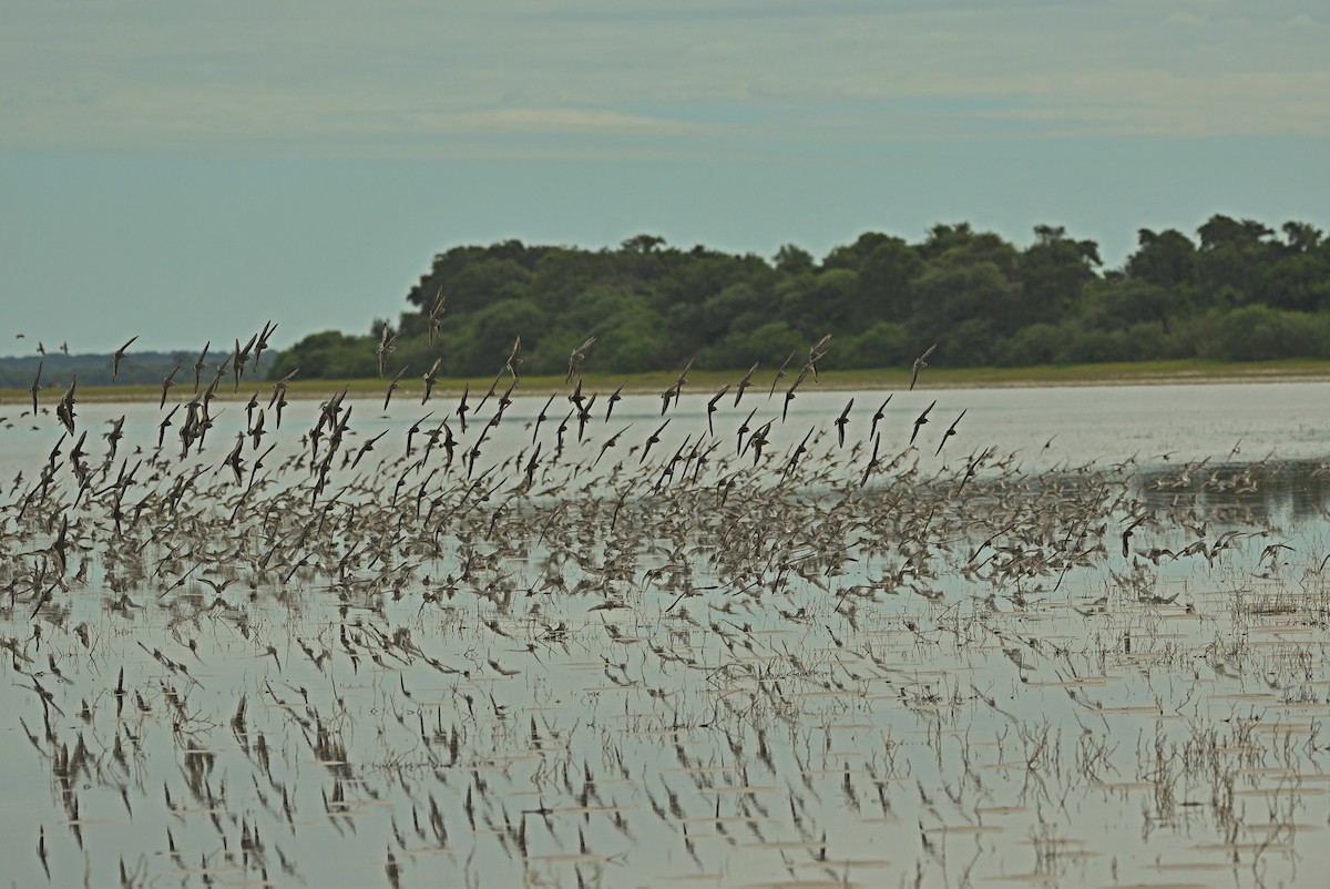 White-rumped Sandpiper - ML633093168