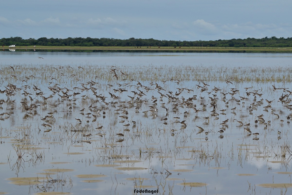 White-rumped Sandpiper - ML633093169