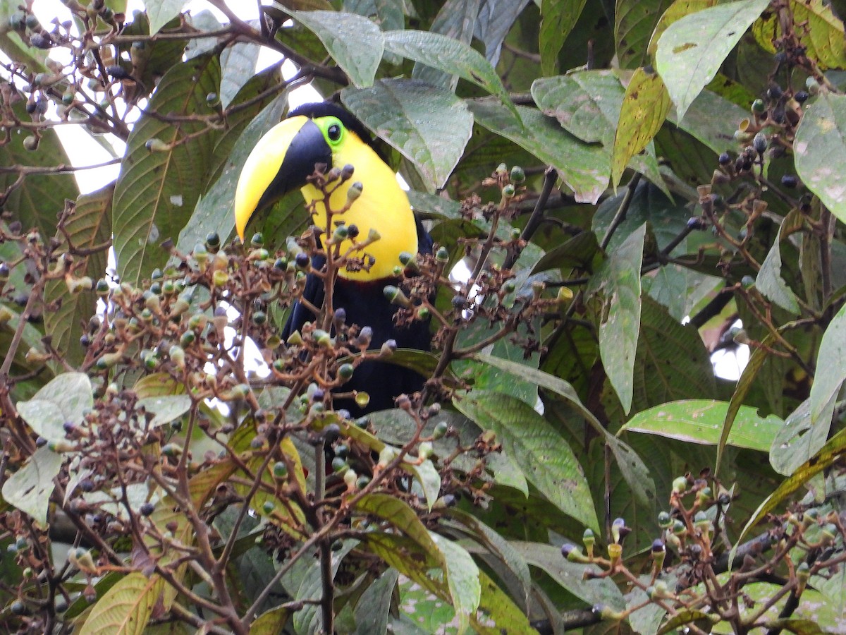 Toucan du Choco - ML633093206