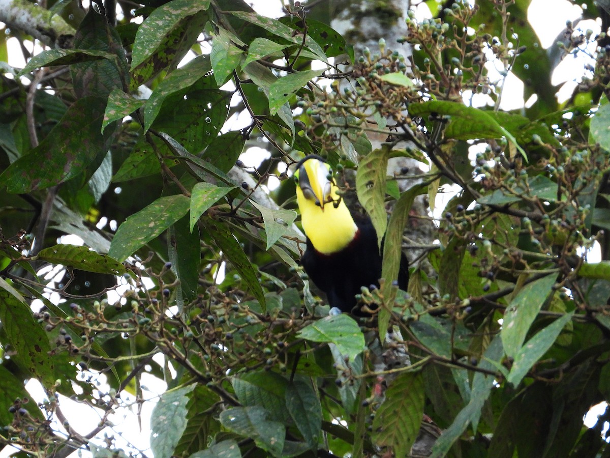 Toucan du Choco - ML633093218