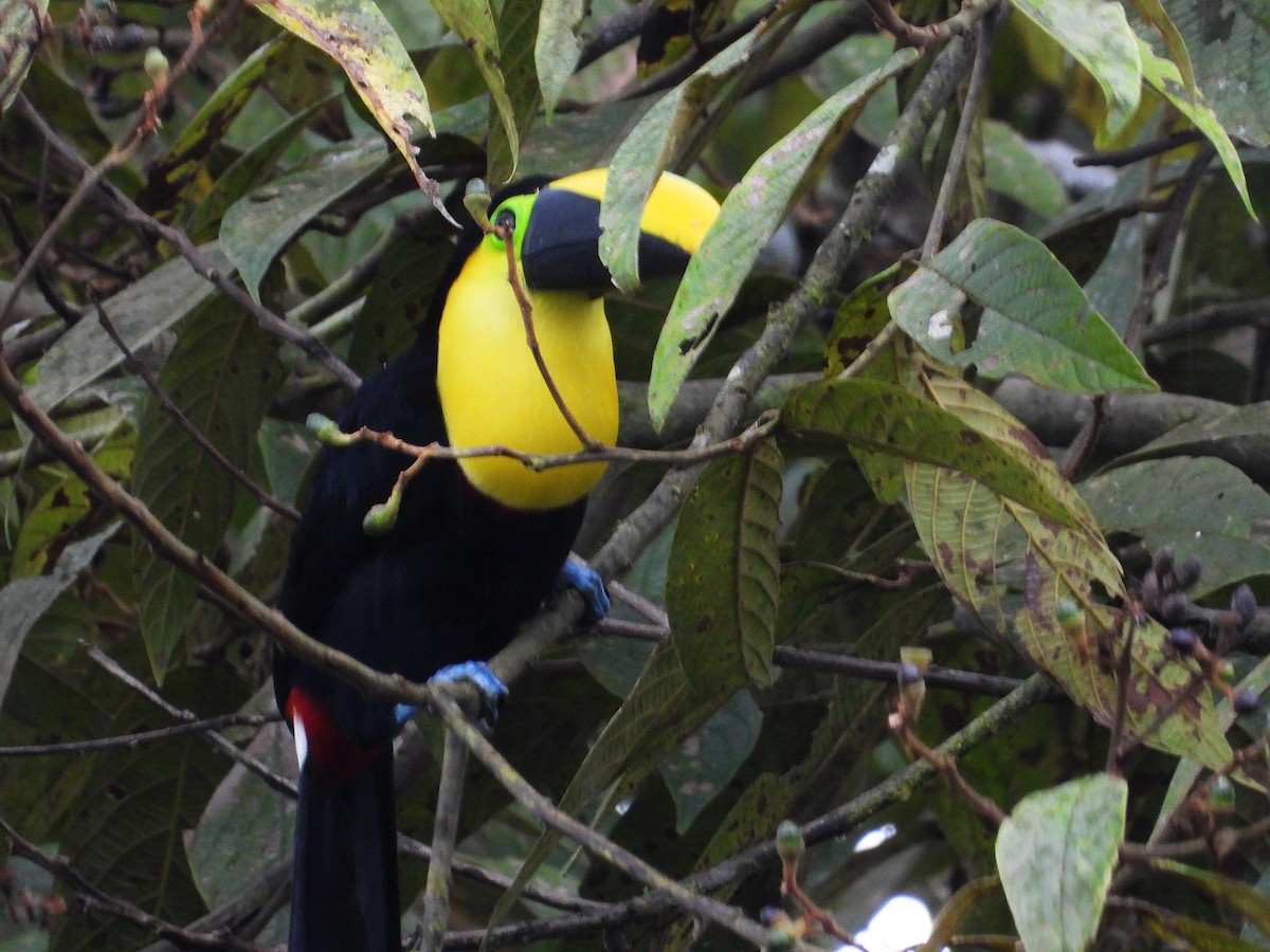 Toucan du Choco - ML633093228