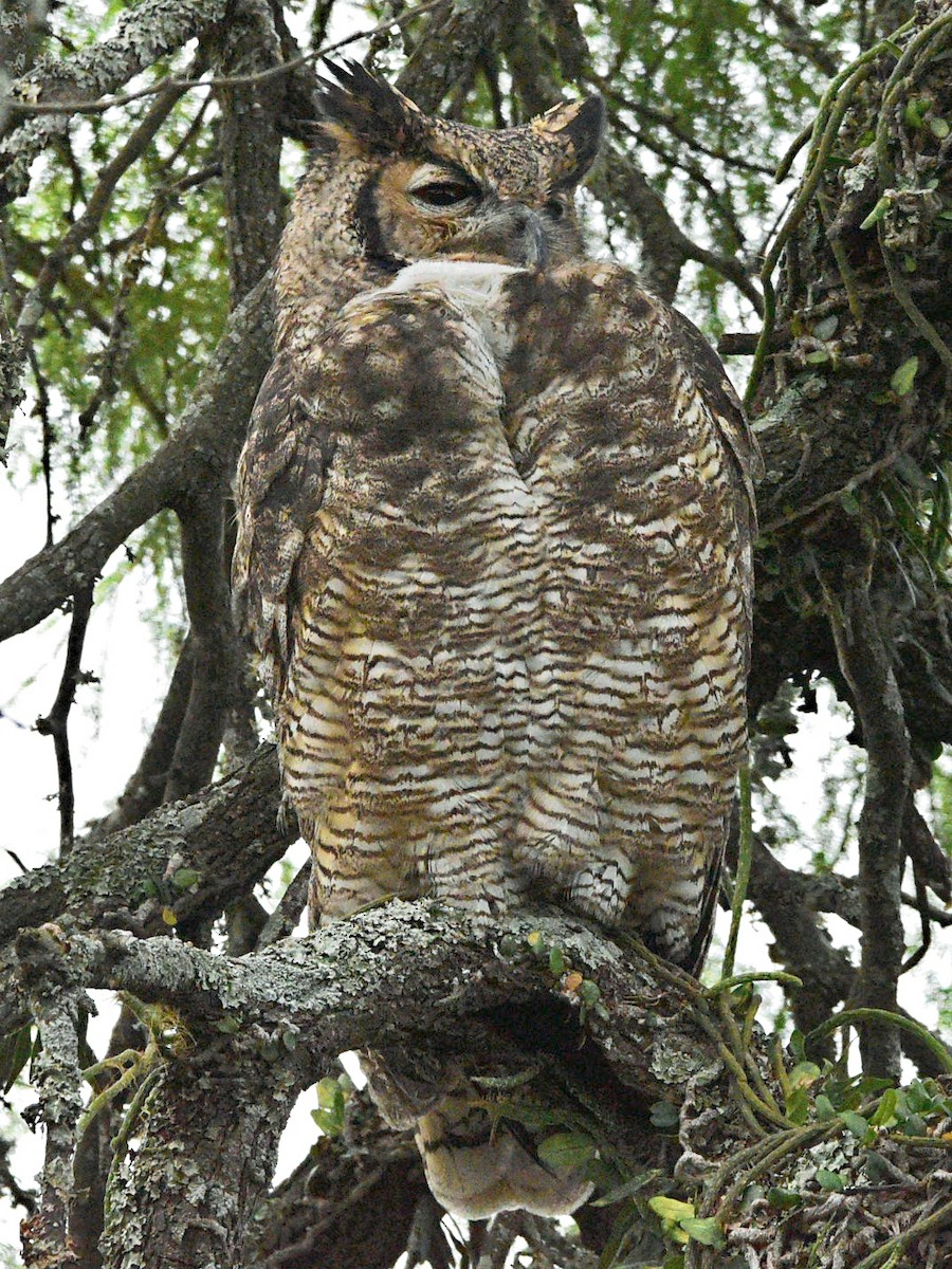 Great Horned Owl - ML633093232