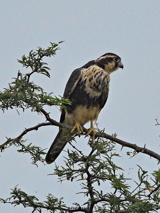 Aplomado Falcon - ML633093254
