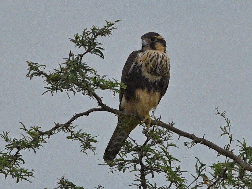 Aplomado Falcon - ML633093255