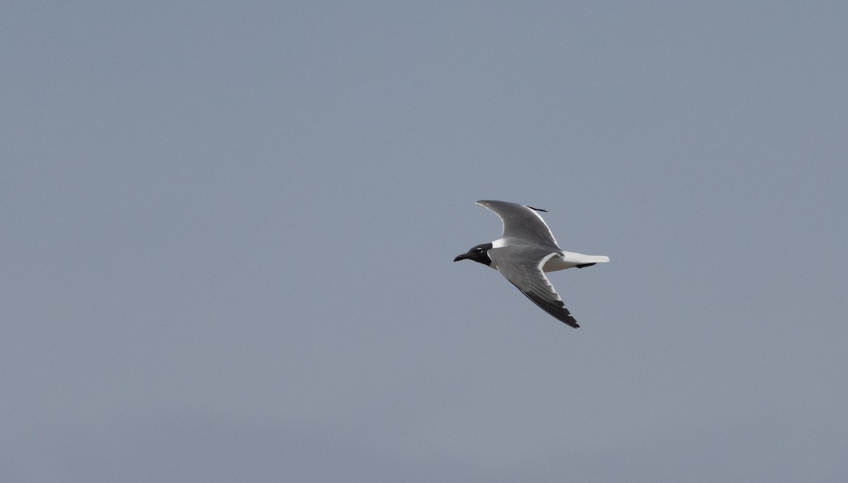Laughing Gull - ML633093354