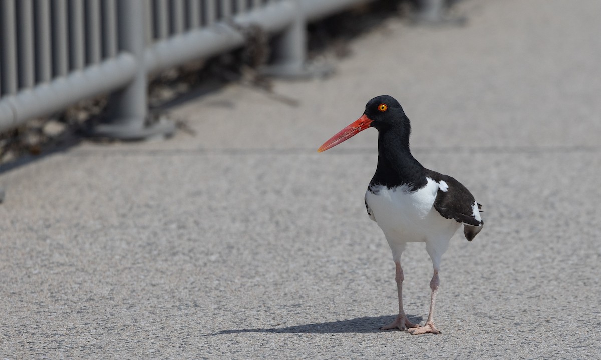 American Oystercatcher - ML633093362