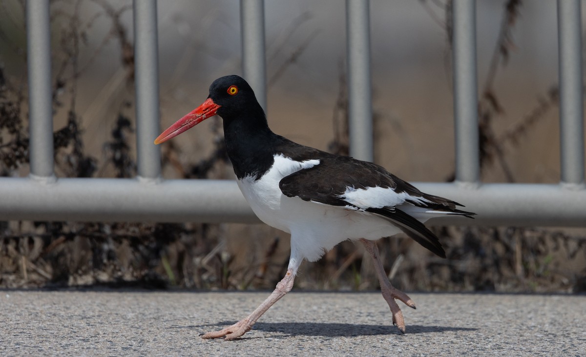 American Oystercatcher - ML633093363