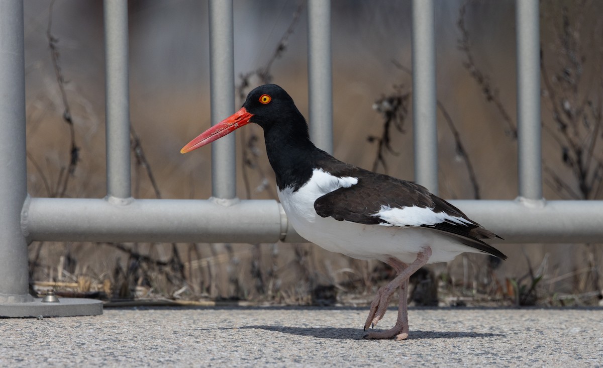 American Oystercatcher - ML633093364
