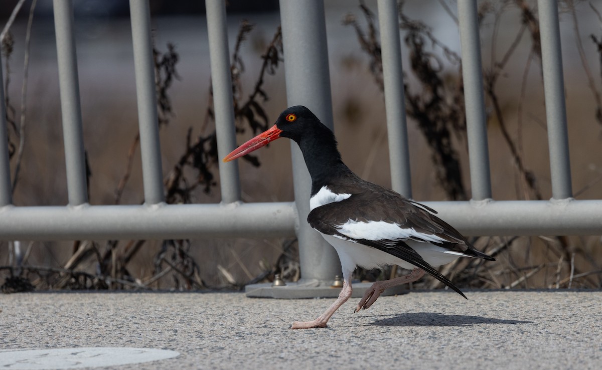American Oystercatcher - ML633093367