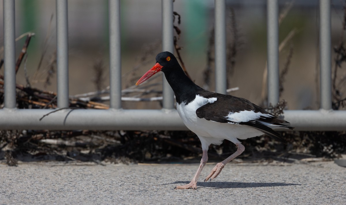 American Oystercatcher - ML633093368