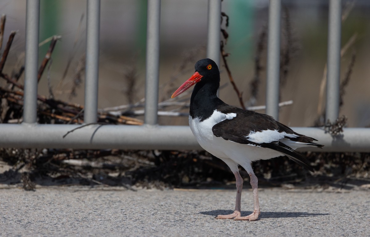 American Oystercatcher - ML633093369