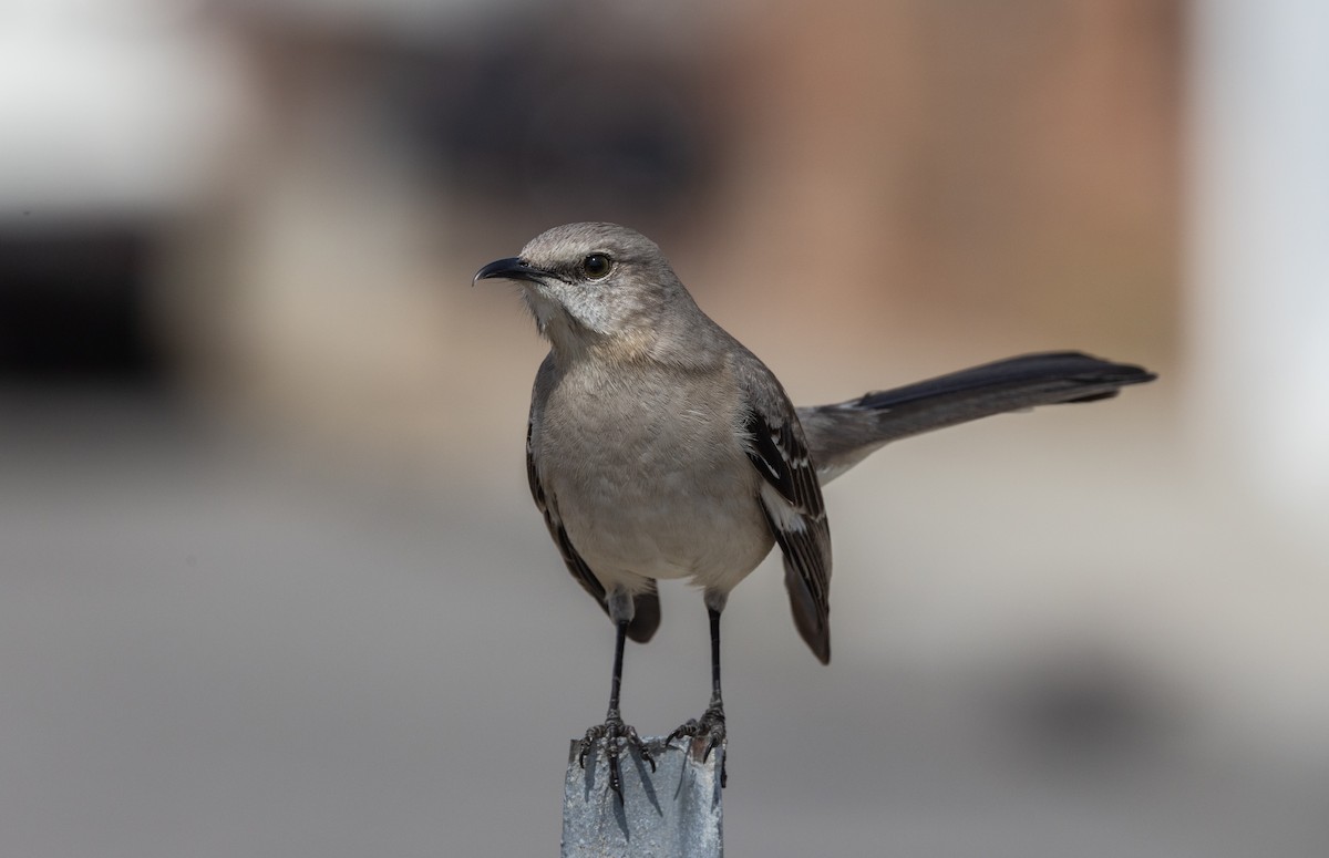 Northern Mockingbird - ML633093371
