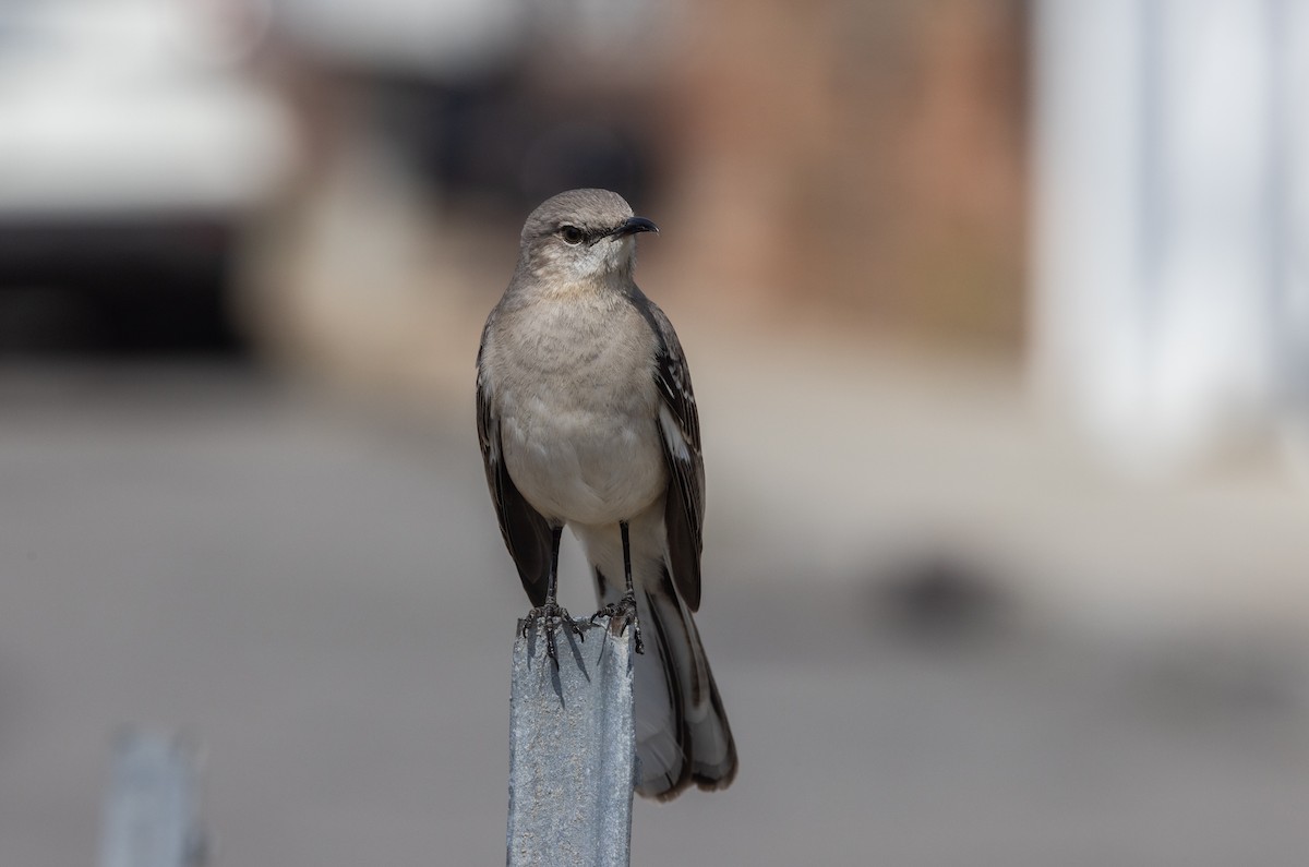 Northern Mockingbird - ML633093372