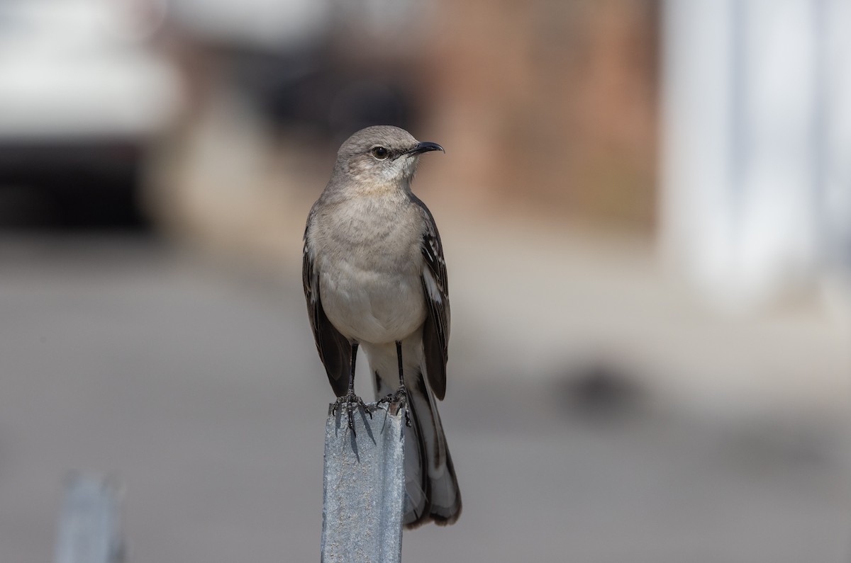 Northern Mockingbird - ML633093373