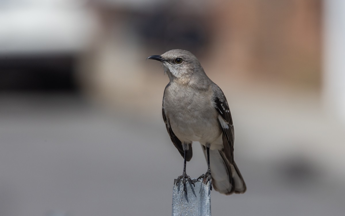 Northern Mockingbird - ML633093374