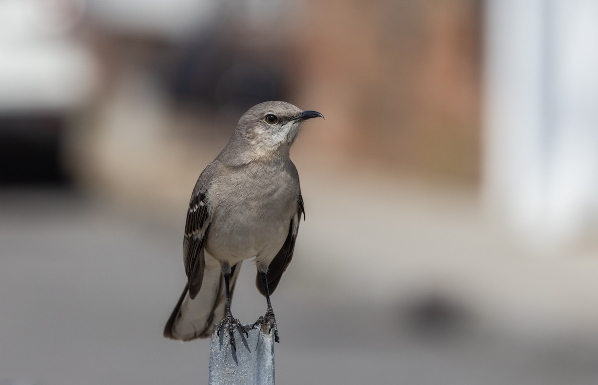 Northern Mockingbird - ML633093375