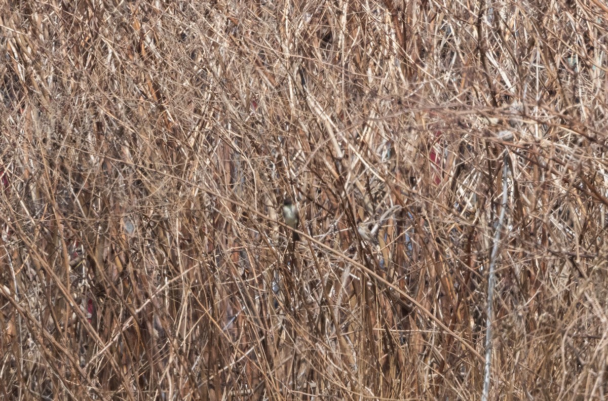 Clay-colored Sparrow - ML633093378