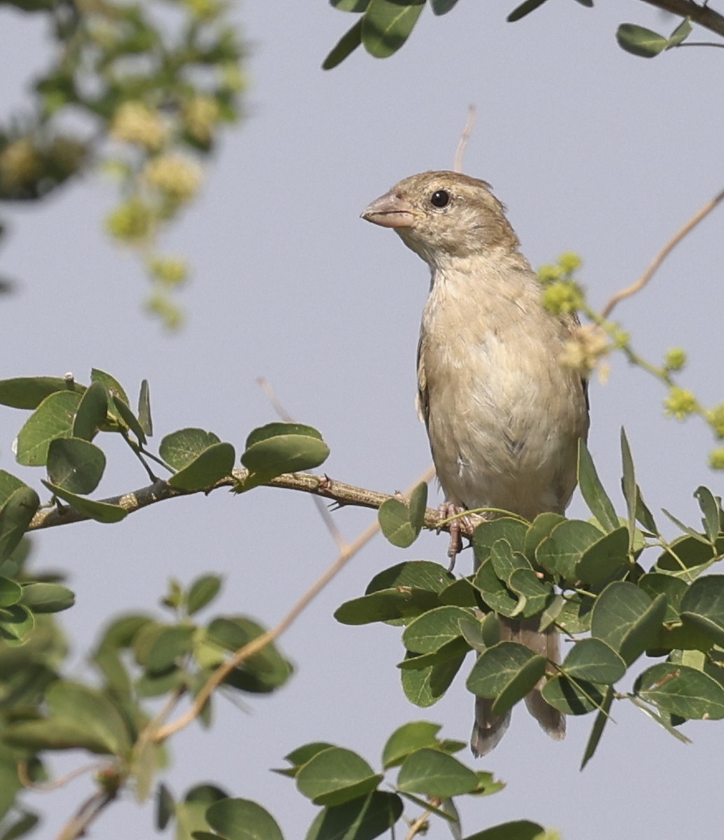 House Sparrow (Indian) - ML633093678