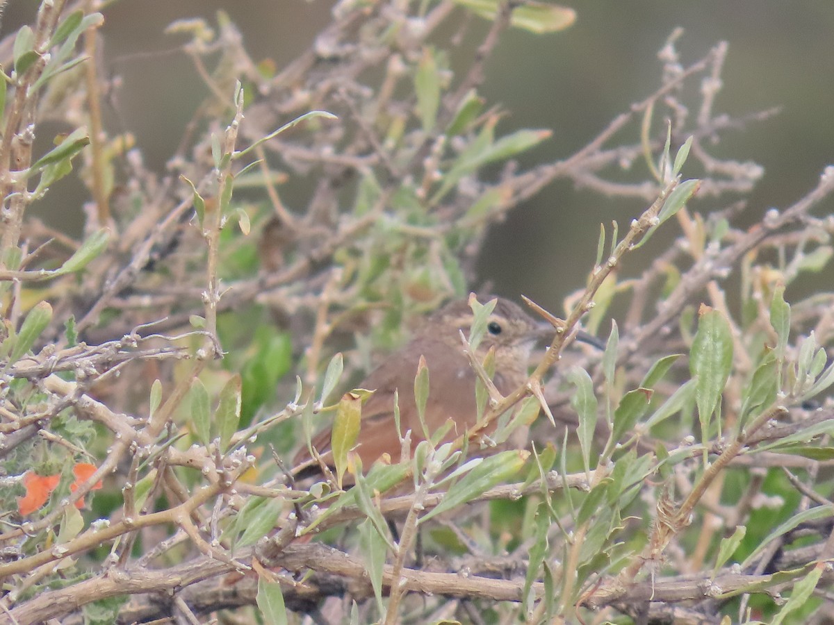 White-throated Earthcreeper - ML633093705