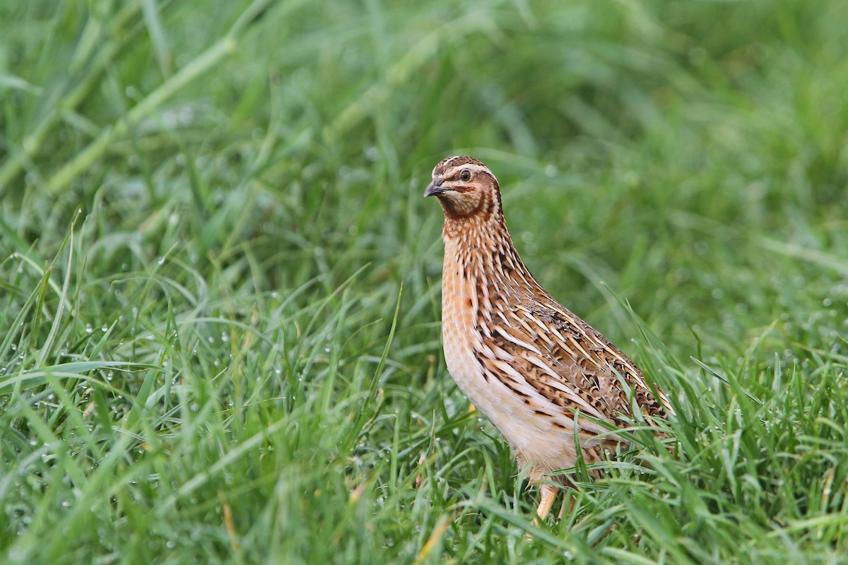 Common Quail - ML63309371