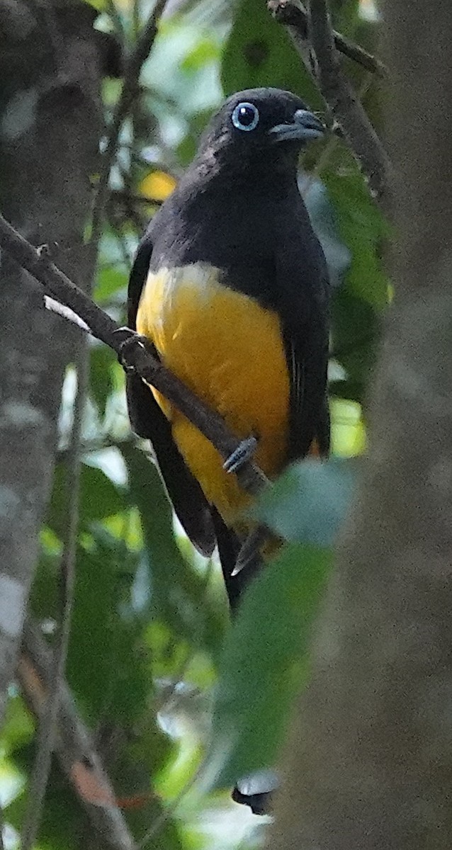 Black-headed Trogon - ML633093923
