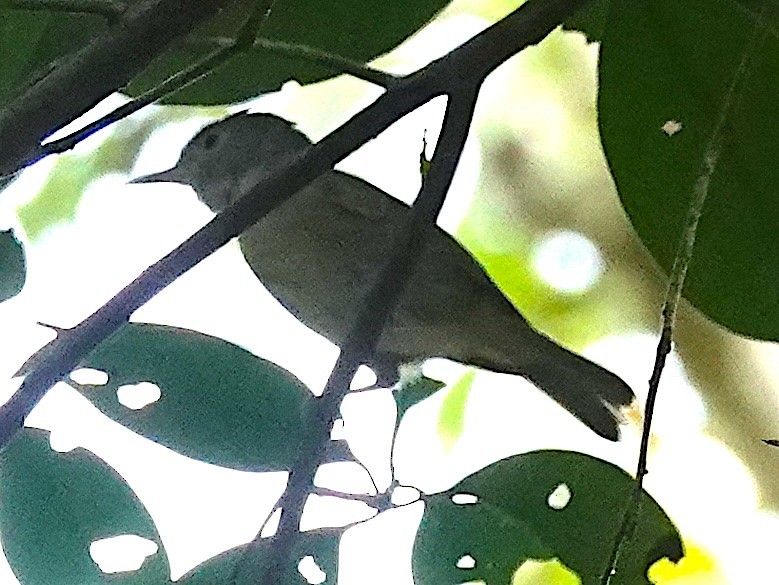 Lesser Greenlet - ML633093936