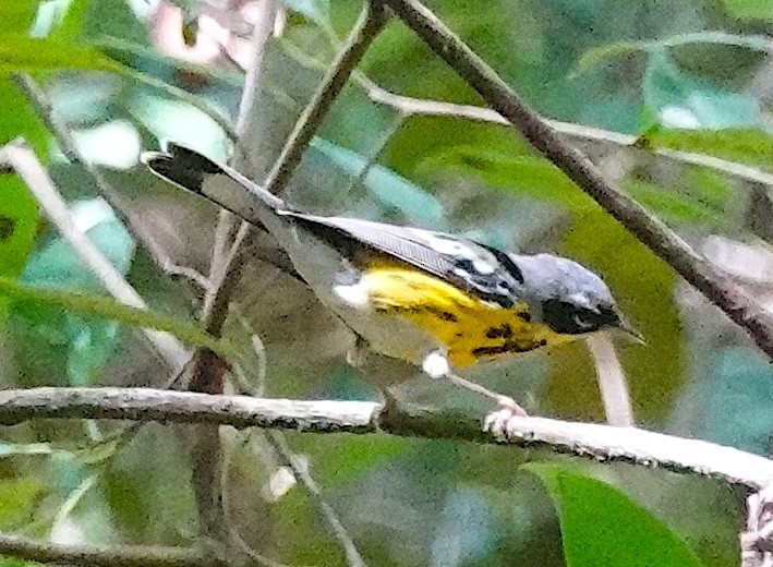 Magnolia Warbler - ML633093958