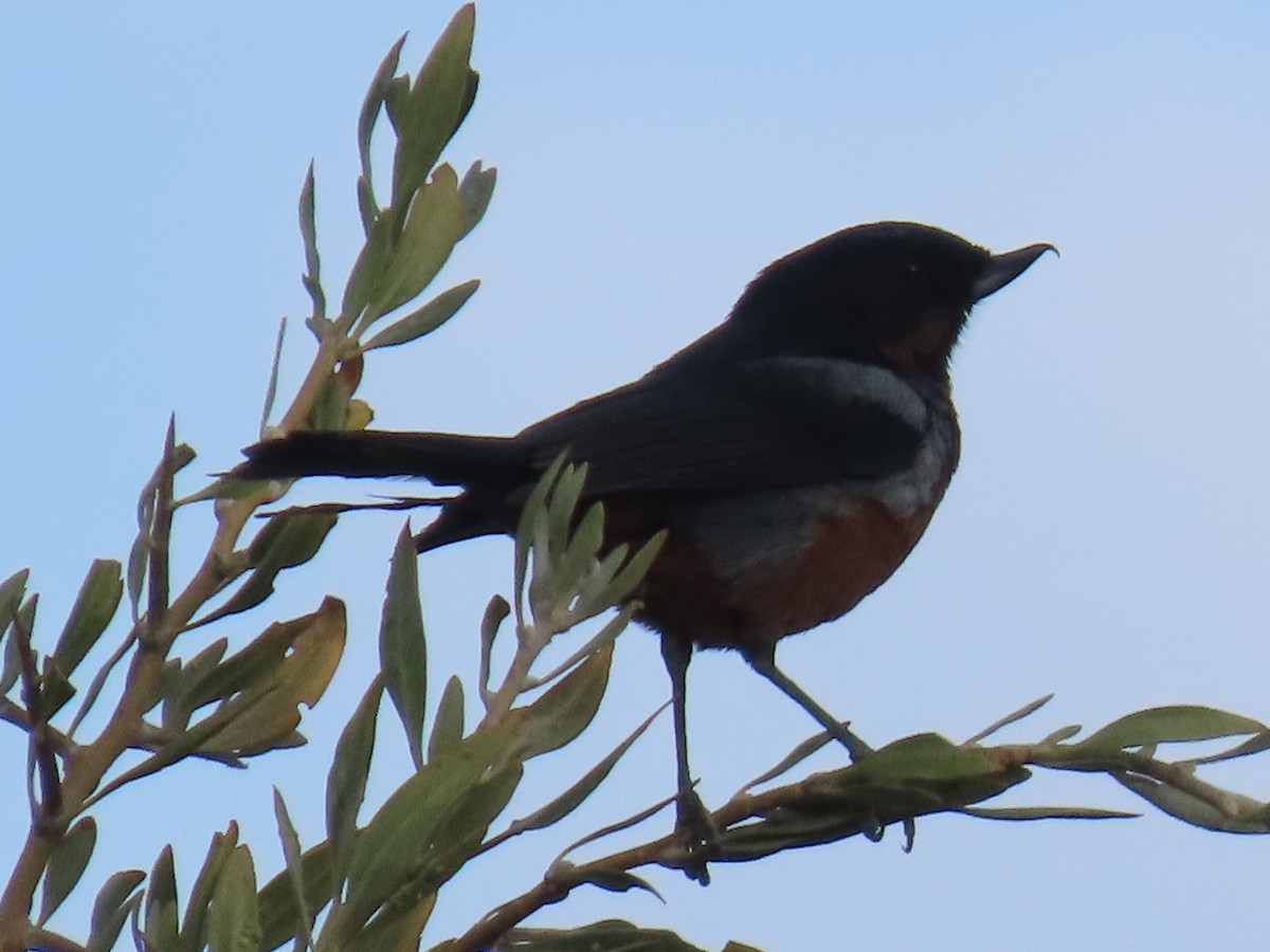 Black-throated Flowerpiercer - ML633094101