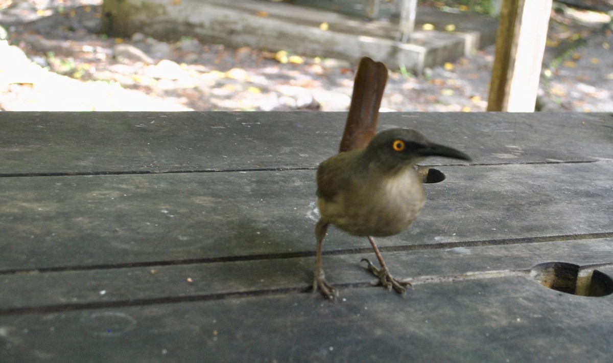 Brown Trembler - ML633094213