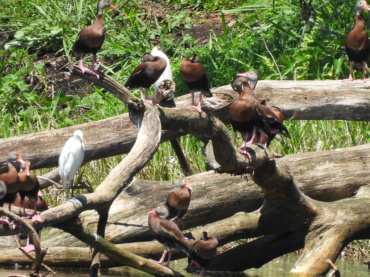 Black-bellied Whistling-Duck - ML633094401