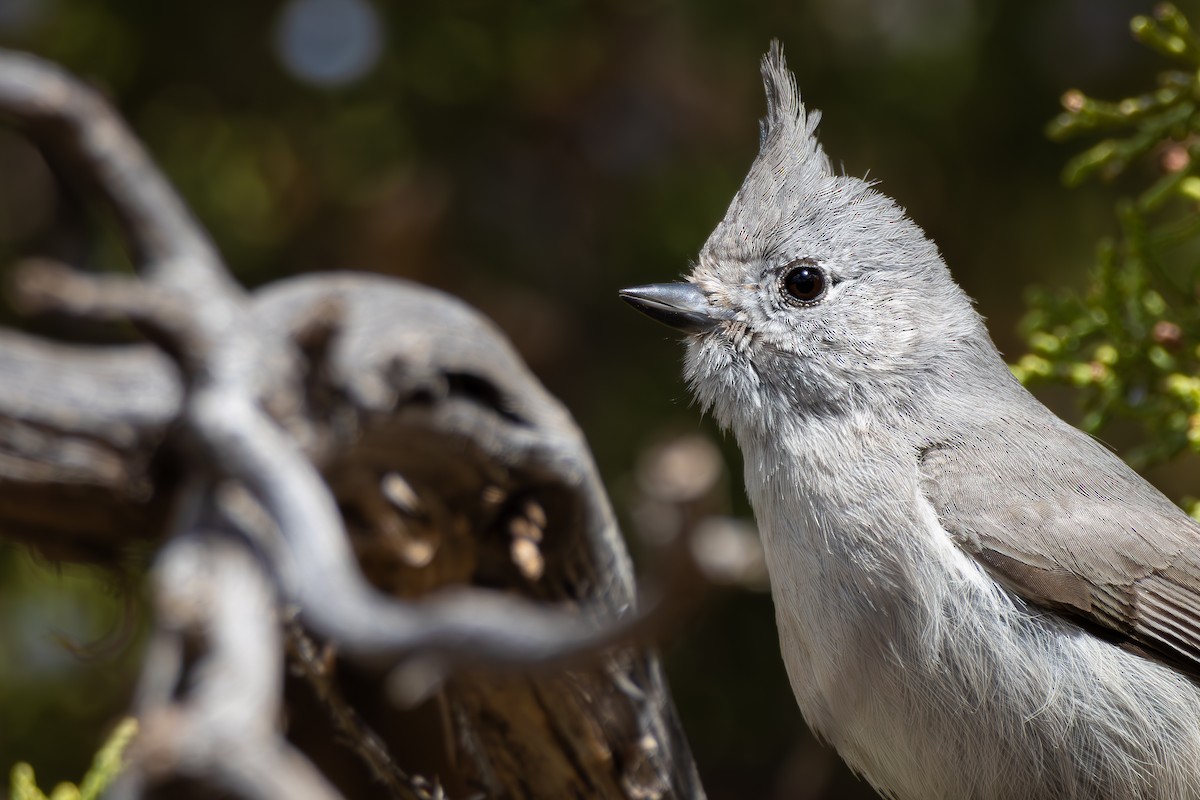 Juniper Titmouse - ML633094426