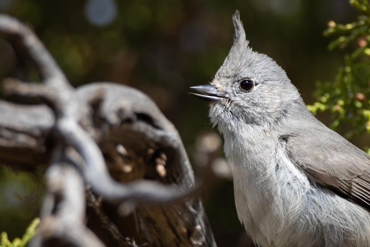 Juniper Titmouse - ML633094428