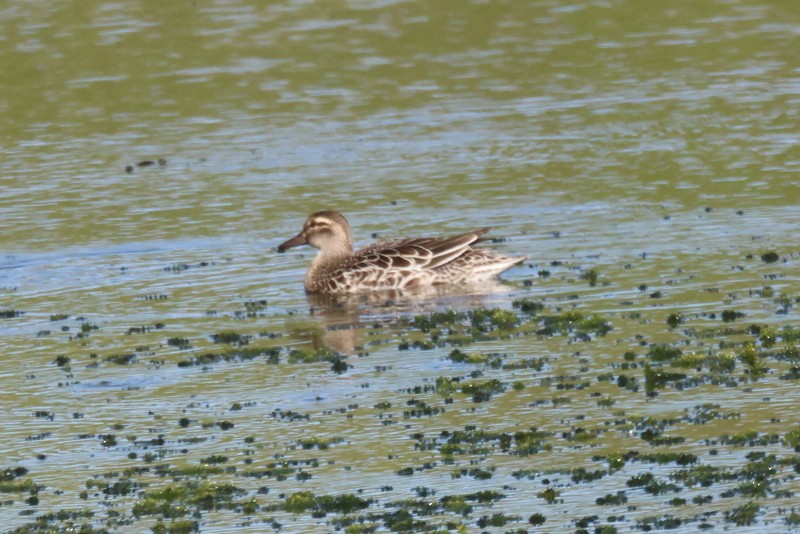 Garganey - ML633094430