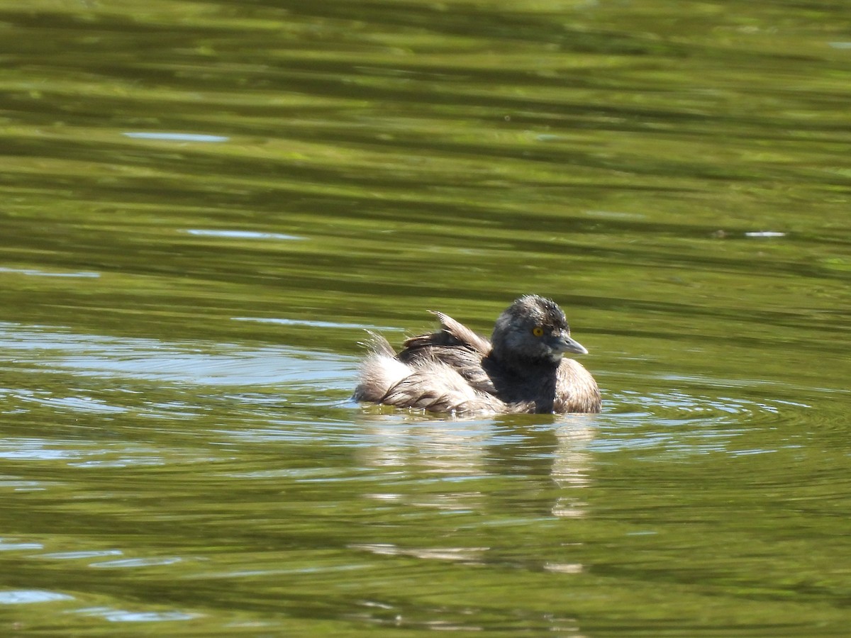 Least Grebe - ML633094432