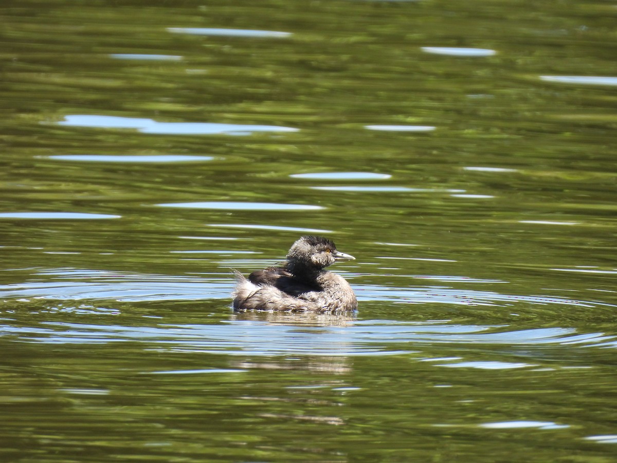 Least Grebe - ML633094434