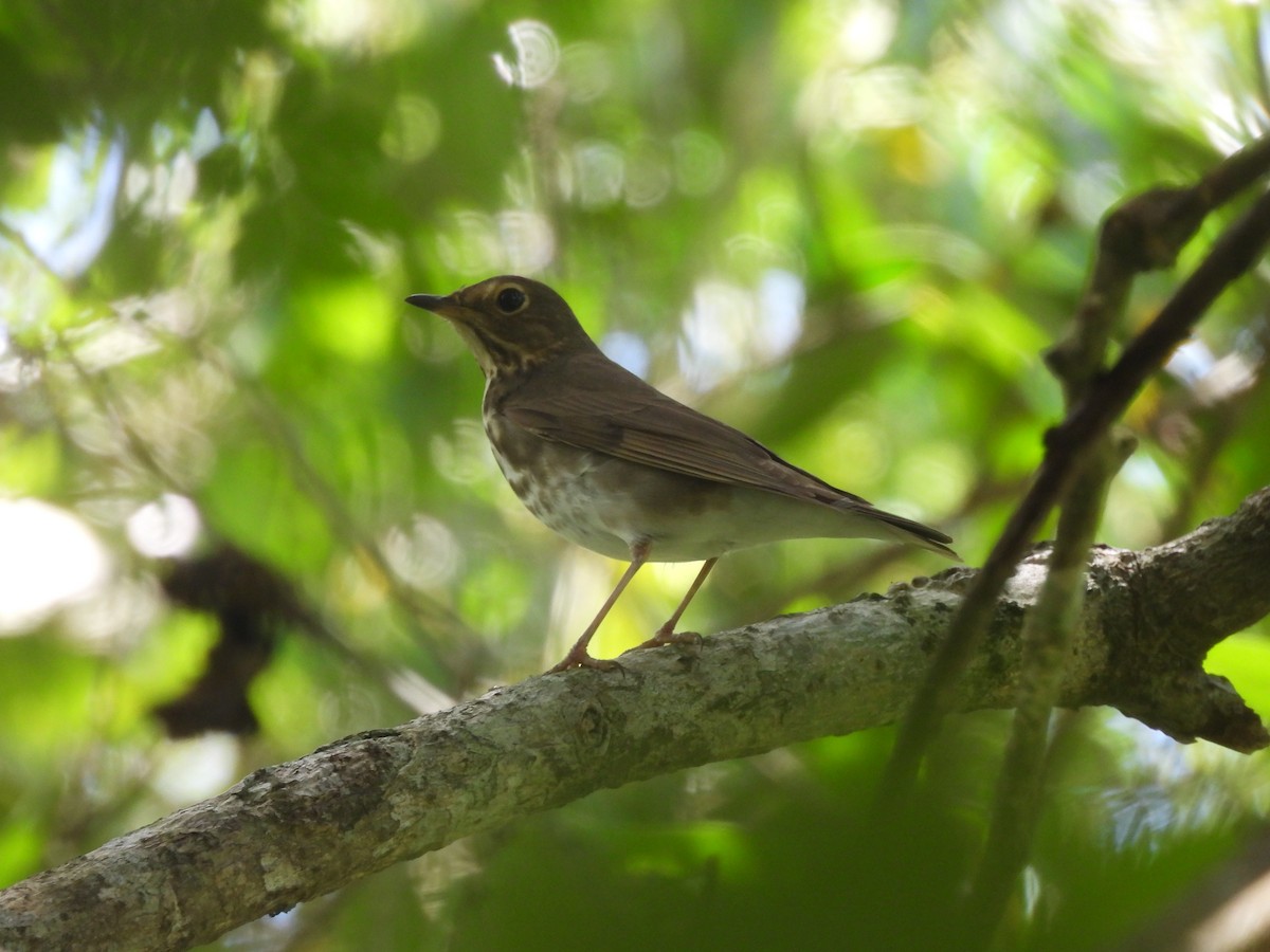 Swainson's Thrush - ML633094495