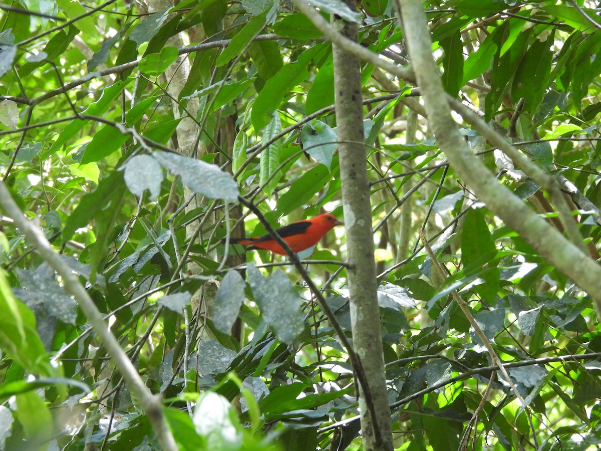Scarlet Tanager - ML633094503