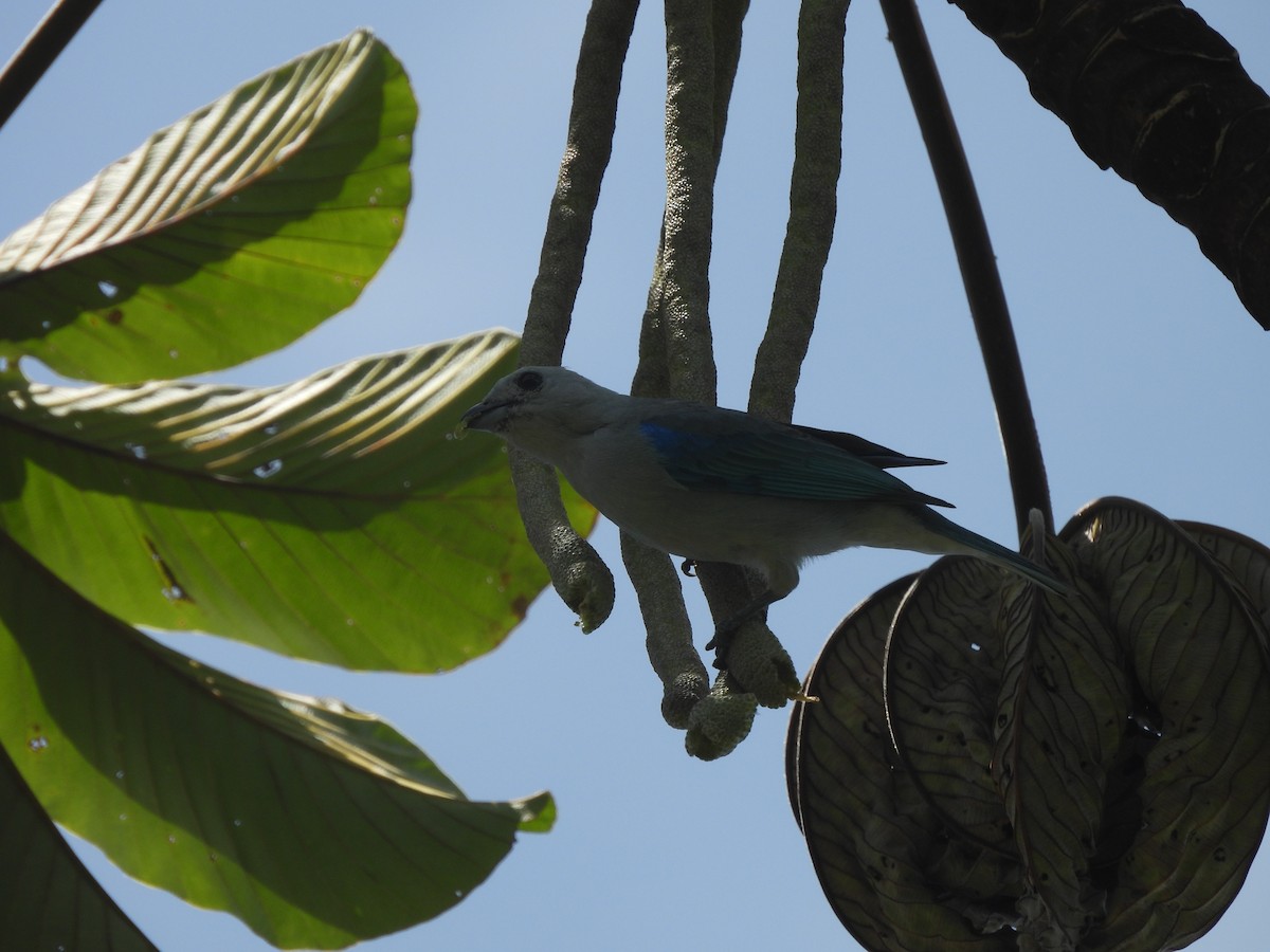 Blue-gray Tanager - ML633094532