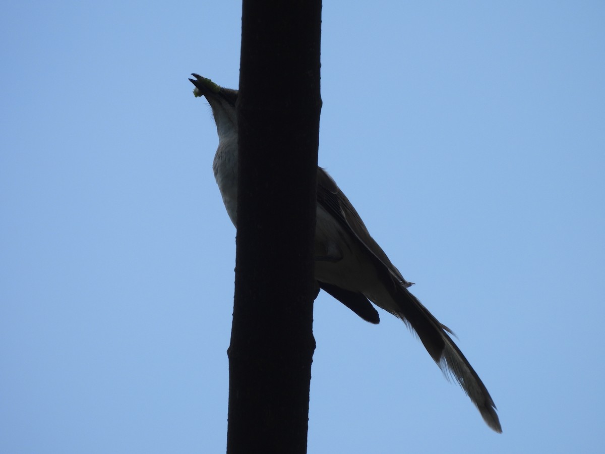 Tropical Mockingbird - ML633094565