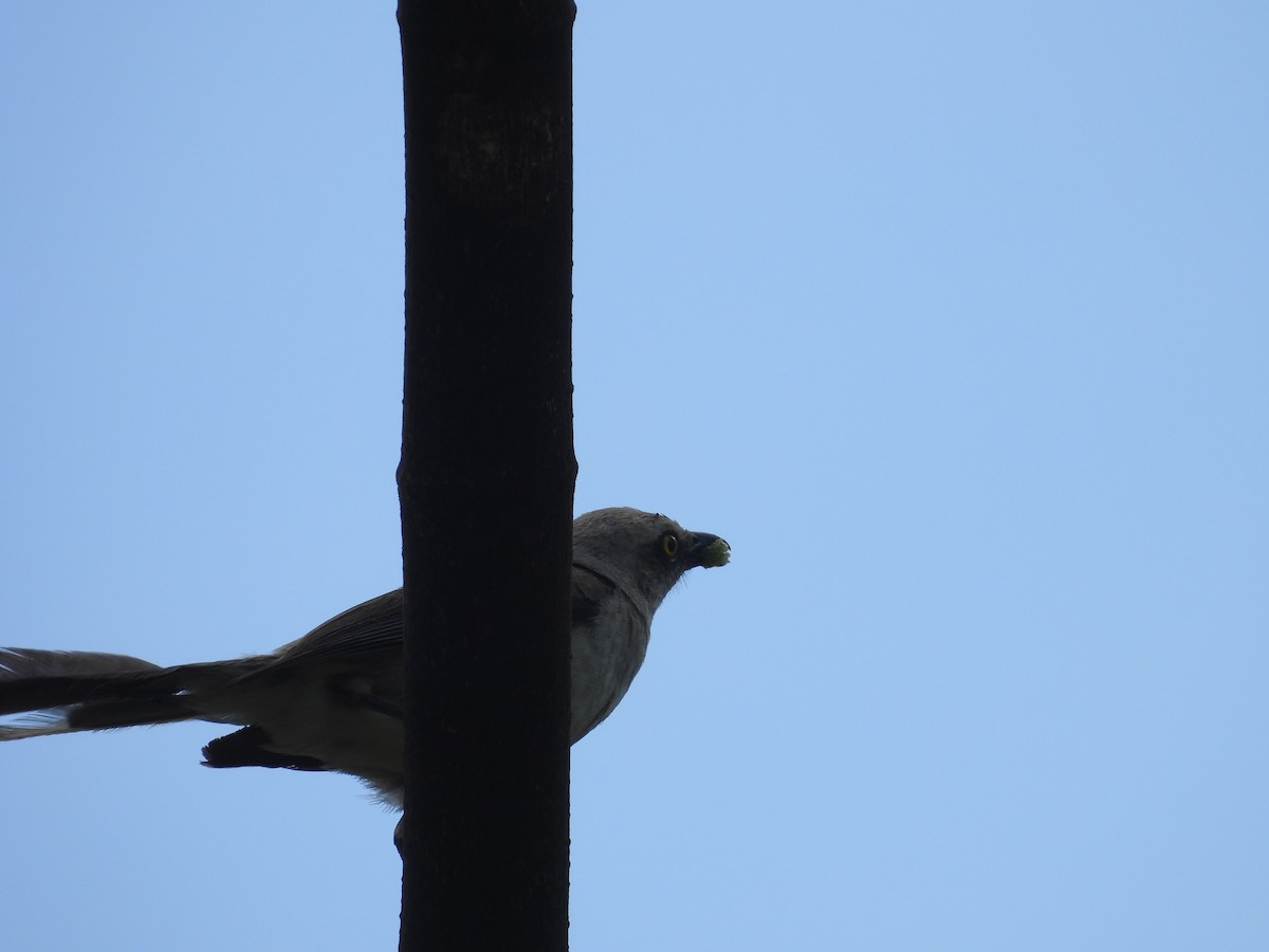 Tropical Mockingbird - ML633094566