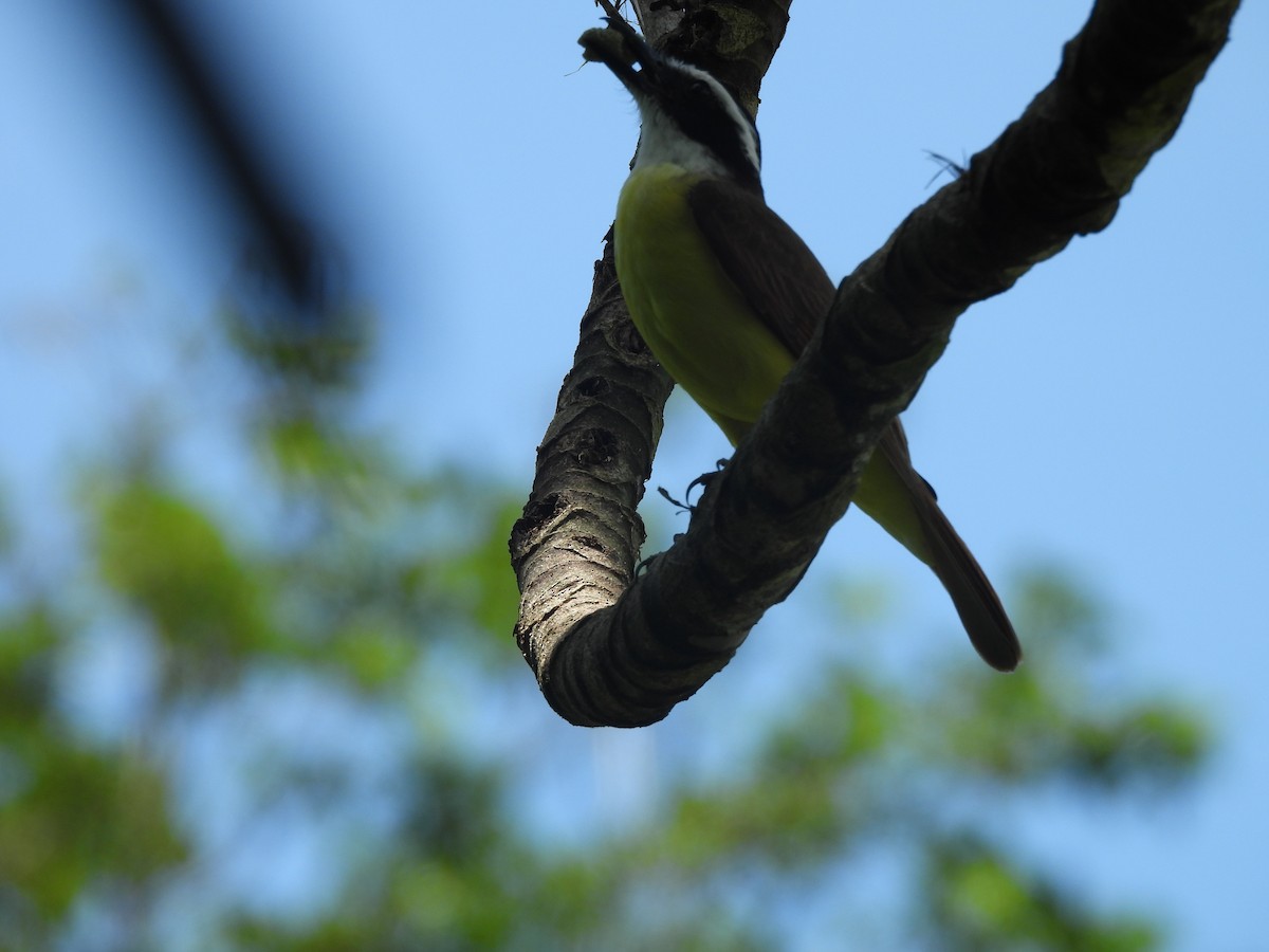 Great Kiskadee - ML633094695