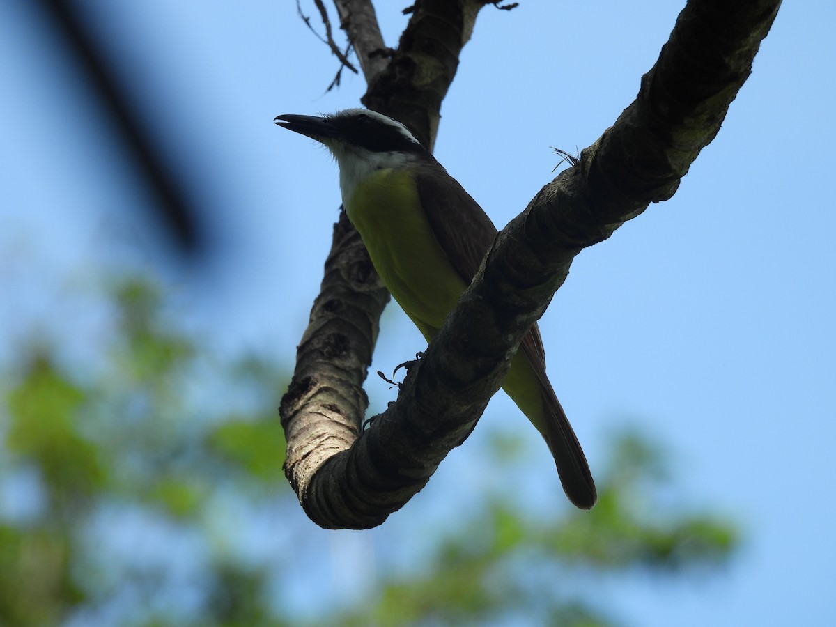Great Kiskadee - ML633094696