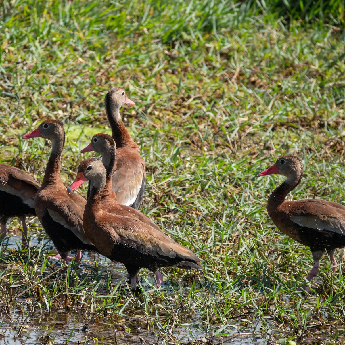 Black-bellied Whistling-Duck - ML633094777