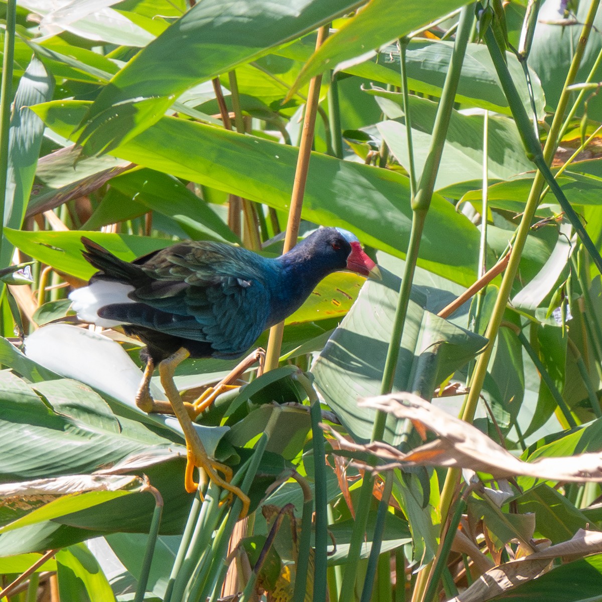 Purple Gallinule - ML633094781