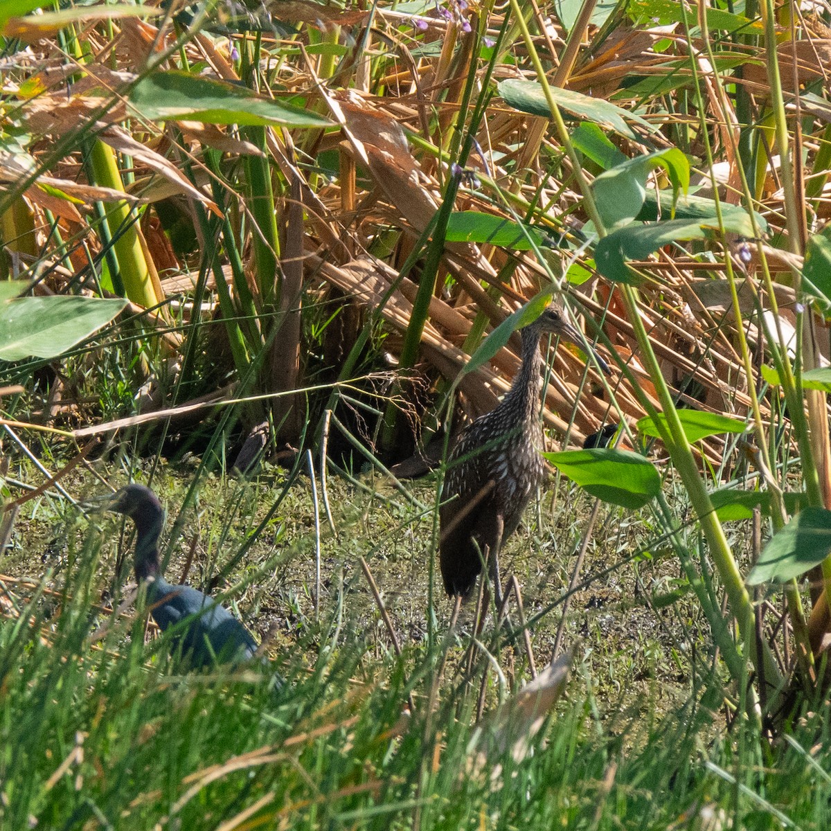 Limpkin - ML633094787