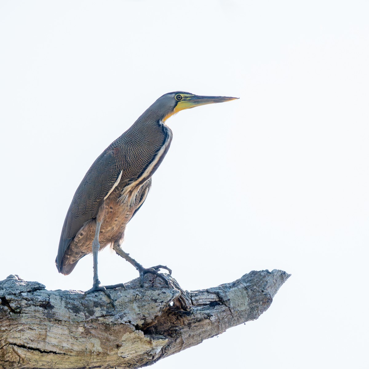Bare-throated Tiger-Heron - ML633094795